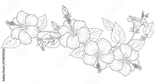 Detailed Hibiscus Flower Line Art Illustration on White Background for Various Design Needs