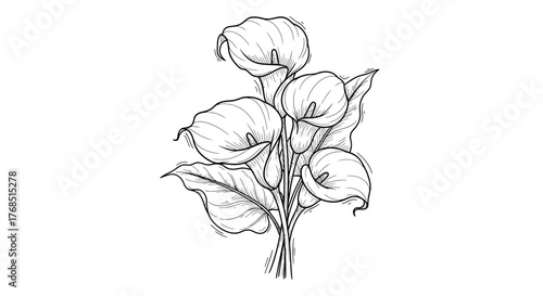 Elegant line art illustration showcasing a botanical arrangement of calla lilies, with detailed
