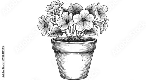 A detailed black and white pencil sketch of a blooming plant in a simple flower pot, isolated on a white background.