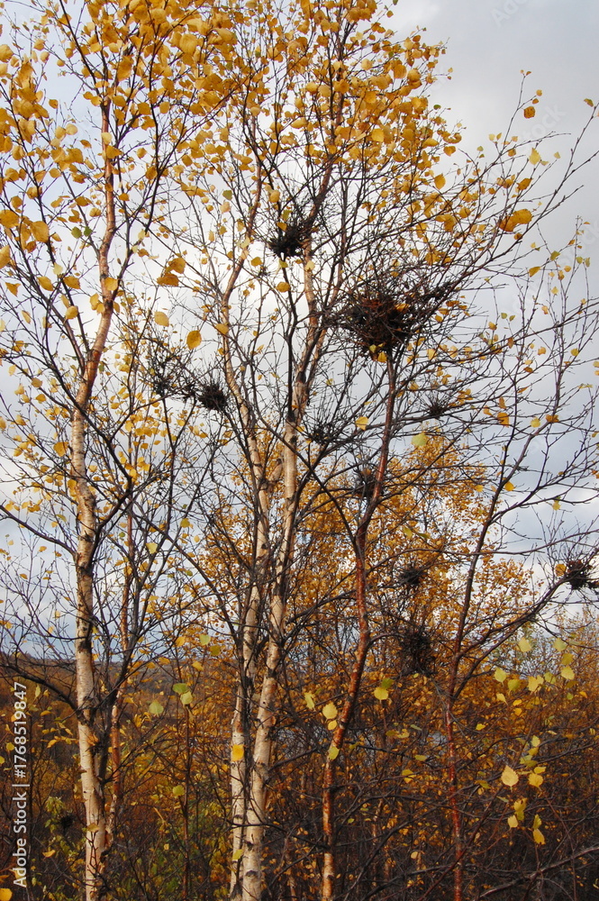 Fototapeta premium A strange formation on a tree in the form of a ball of branches known as a WITCH'S BROOM in the Lapland tundra on a summer day.