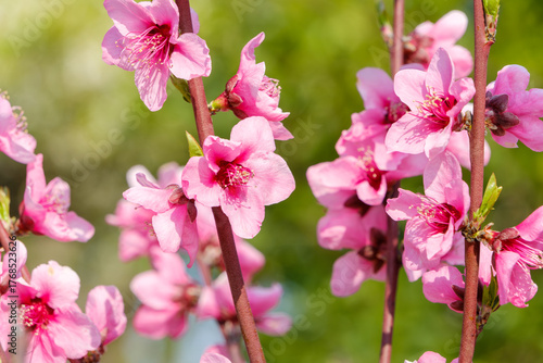 春の陽光に輝く桃の花のクローズアップ
