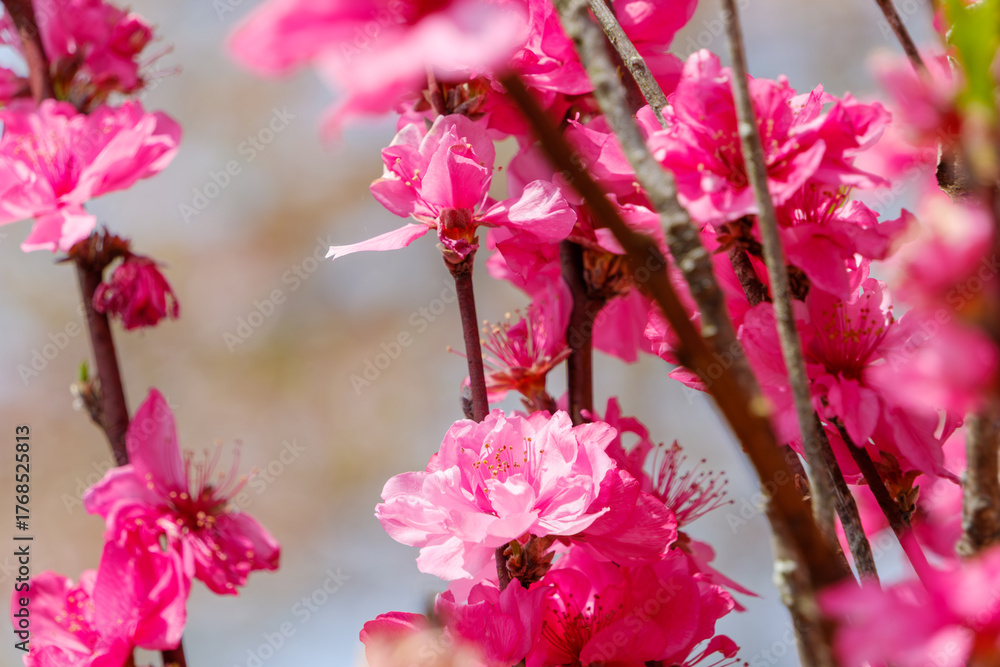 Obraz premium 春空に映える桃の花のクローズアップ