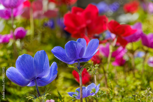 春の陽光に輝くアネモネの青い花