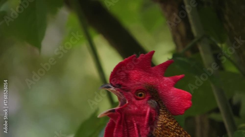 Closeup view of a rooster resting on a tree branch and crowing ona  sunny spring day