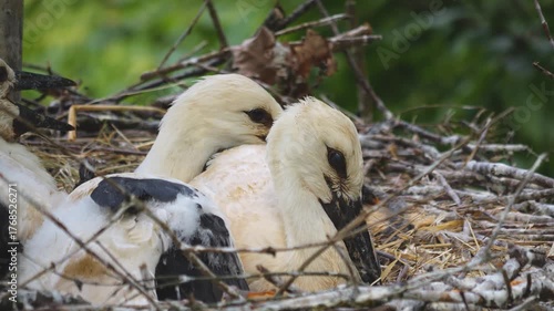 Close view of large stork chicks sitting ina nest ona sunny day moving around