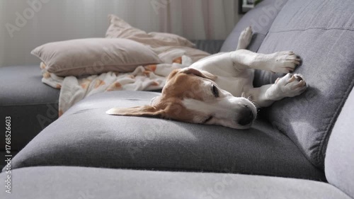 Senior Beagle Dog Sleeping Upside Down on Cozy Sofa