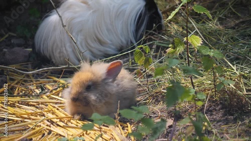 A baby rabbit sitting on the ground beside a guinea pig on a sunny spring day