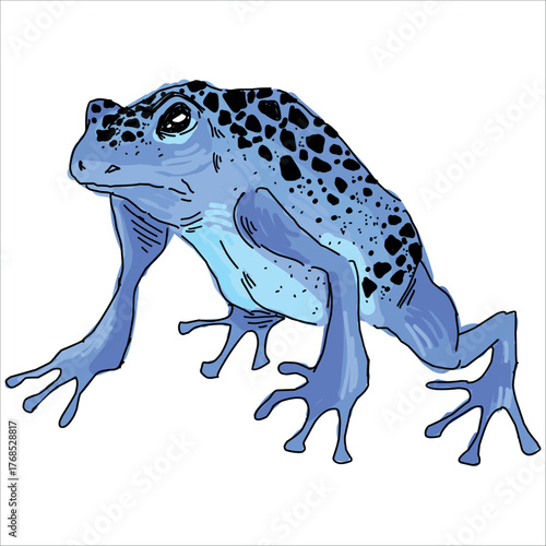 Photography Blue toad with black spots