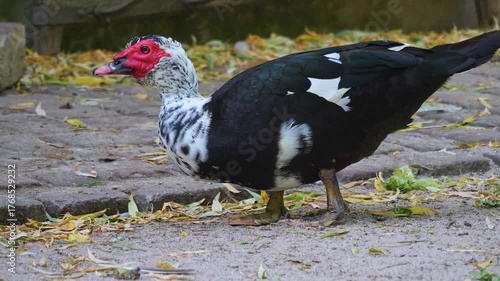 Close up of a hungry muscovy duck standing in a backyard eating lettuce ons spring day