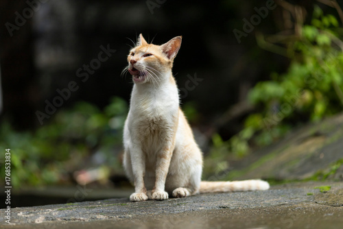 Canvas Print Indian cat