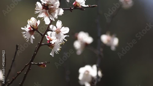 blooming cherry tree