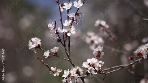 blooming cherry tree