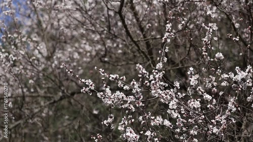 blooming cherry tree