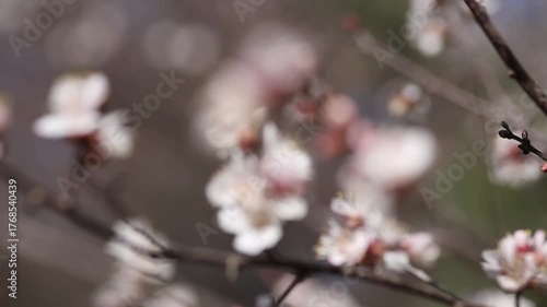 blooming cherry tree