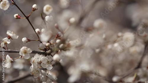 blooming cherry tree
