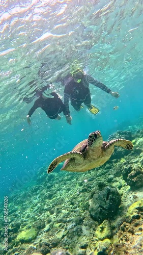 A green sea turtle or Chelonia mydas swimming underwater alongside a couple holding hands while snorkeling in a coral reef in Apo Island, Dauin Philippines, authentic summer vacation travel experience