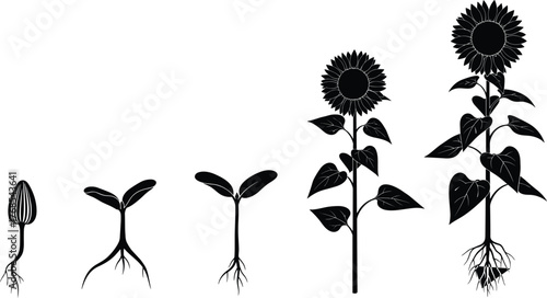 Sunflower growth stages, seed to bloom, plant development, root system, leaf evolution, biology diagram, flat vector illustration, educational botany