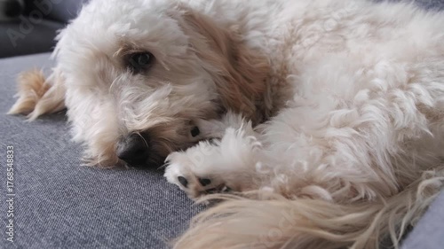 Close-up of Maltipoo Puppy Curled Up and Sleeping on Sofa