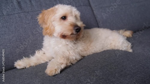 Cute Maltipoo Puppy Resting and Looking at Camera on Sofa