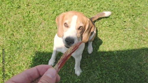 Young Beagle Sitting Outdoors Eagerly Taking Treat from Hand