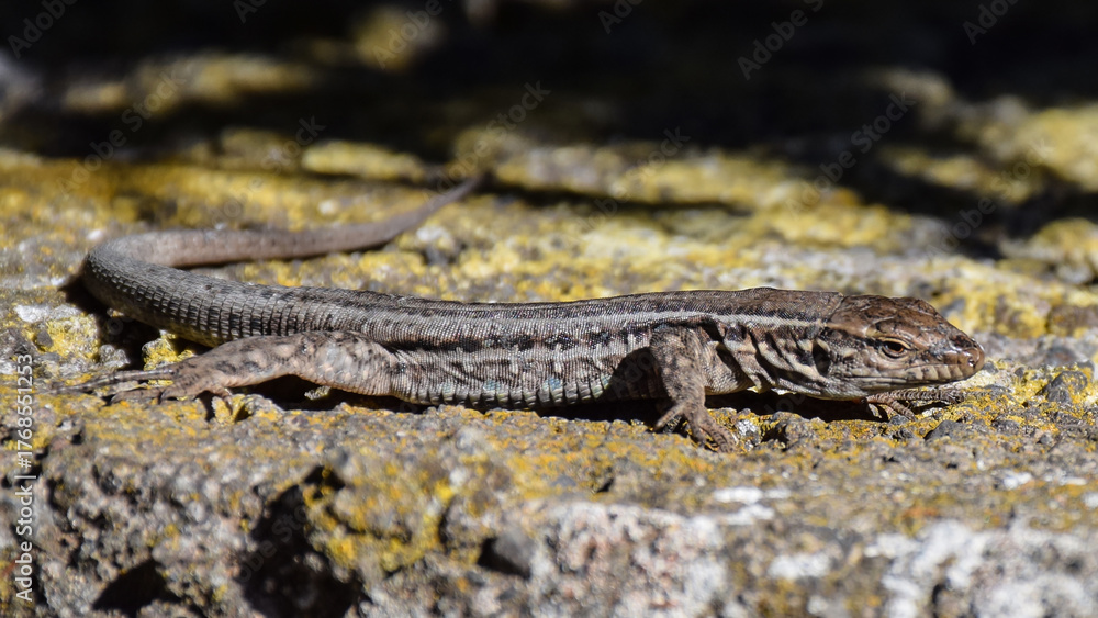 Obraz premium lizard on the rock