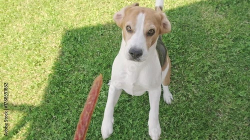 Young Beagle Standing Up to Take Treat from Hand Outdoors