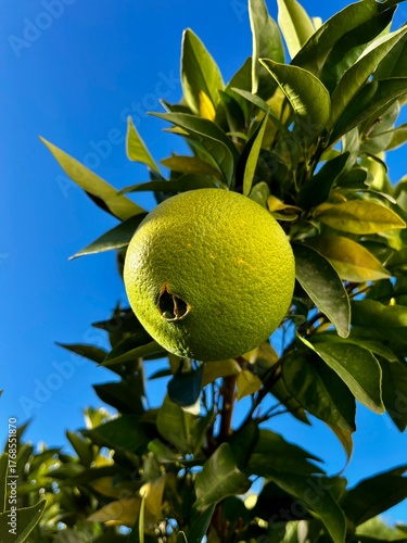 orange tree on blue sky