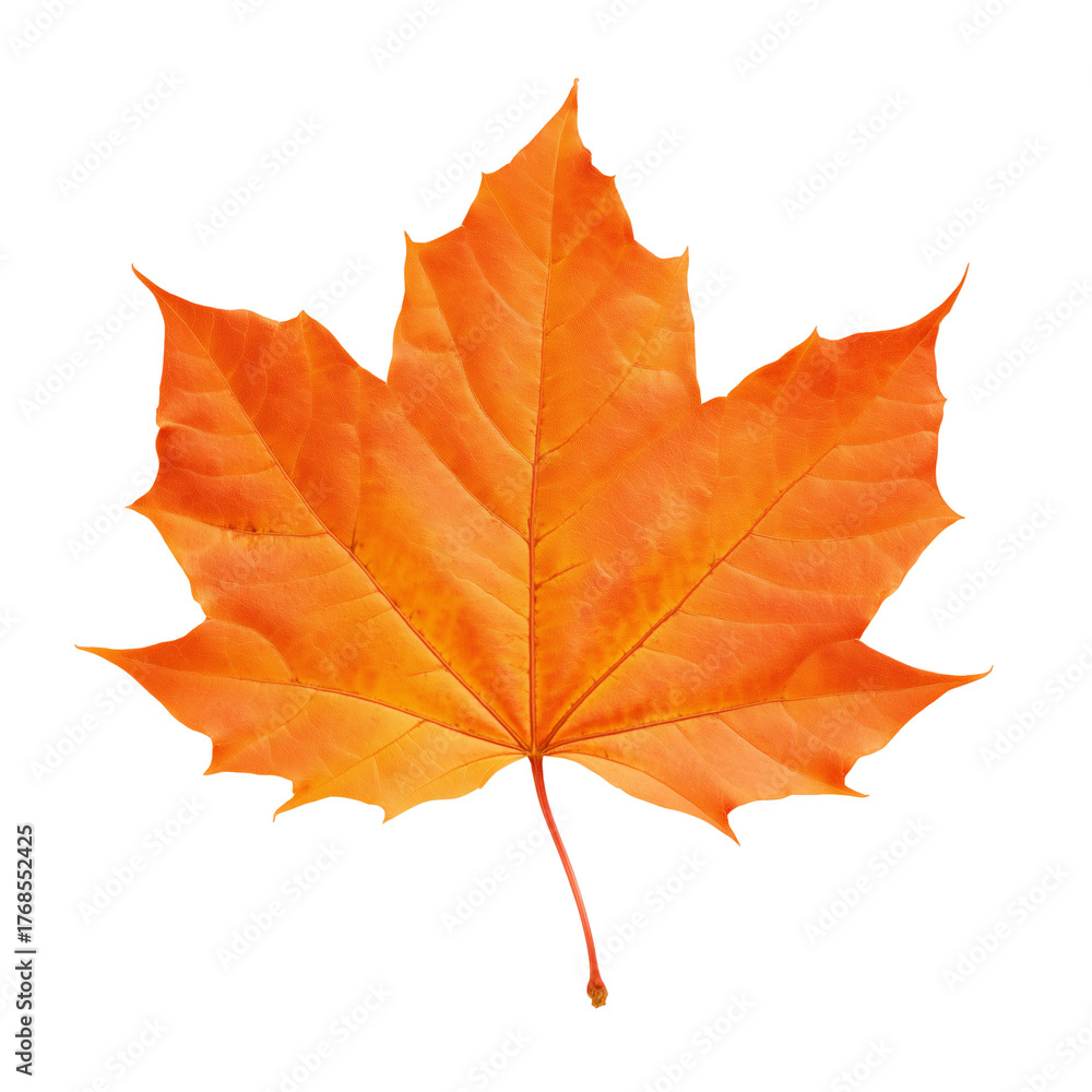 Obraz premium Single vibrant autumn maple leaf with transparent background