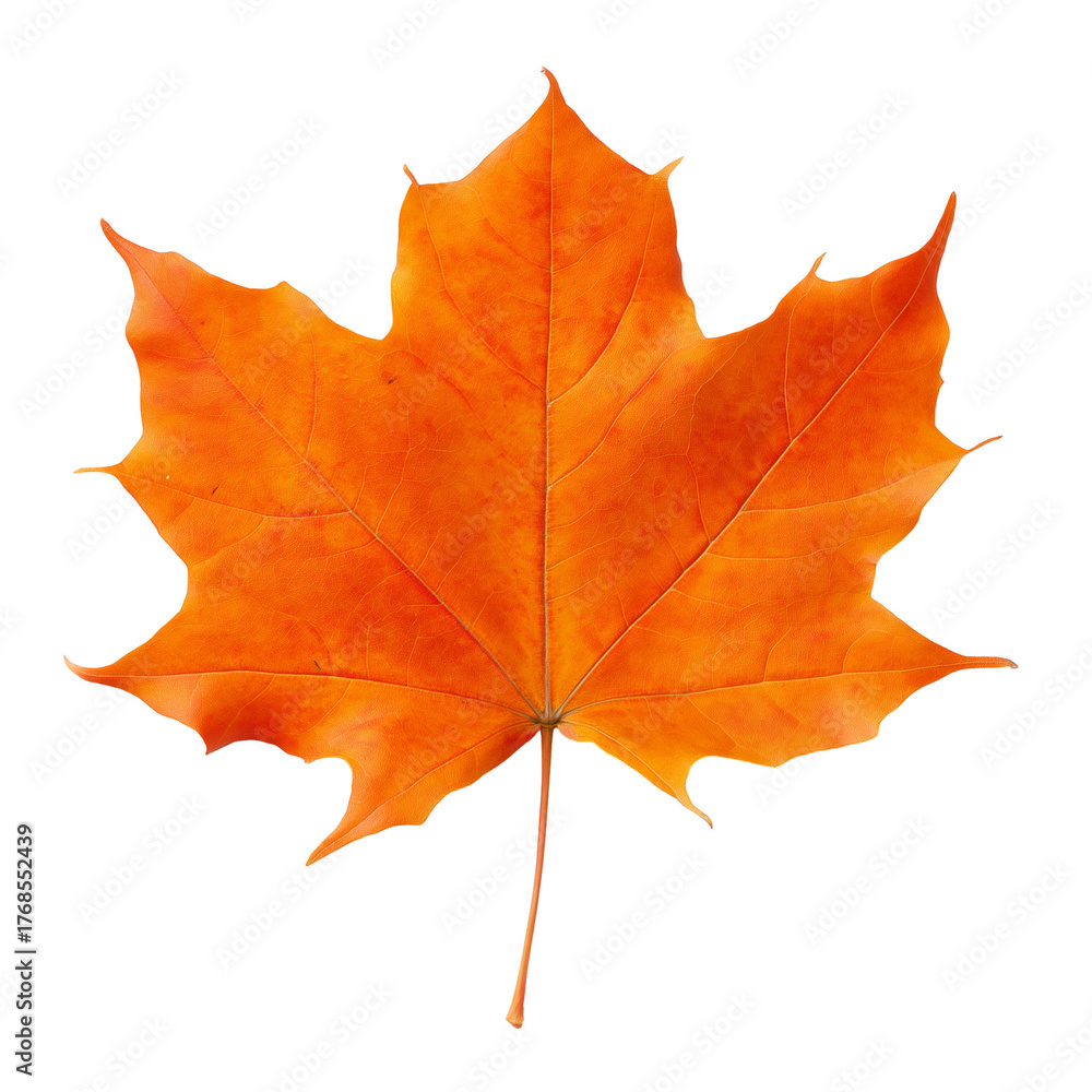 Fototapeta premium Single vibrant autumn leaf with intricate veining on transparent background
