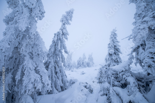 Snow-covered forest in winter