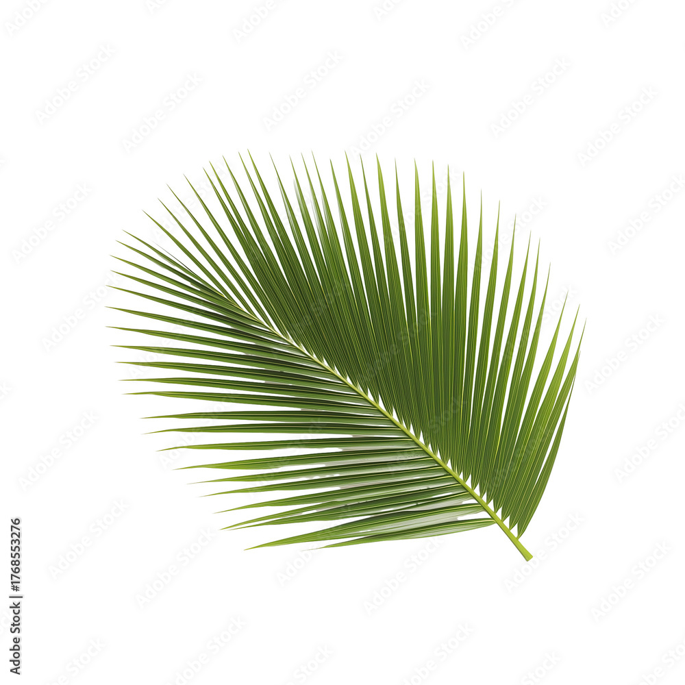 Obraz premium Single vibrant green palm leaf with intricate details on transparent background