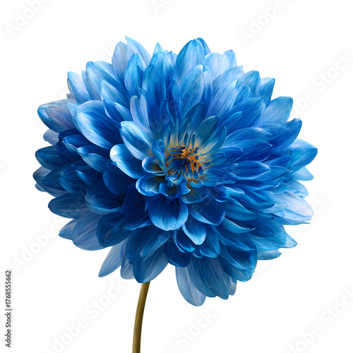 Fresh Blue flower isolated on transparent background