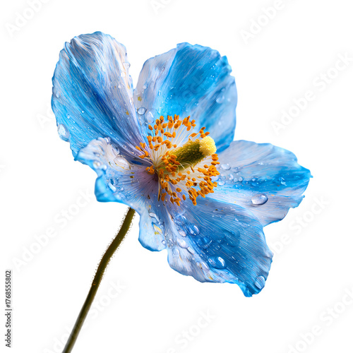 Fresh Blue flower isolated on transparent background