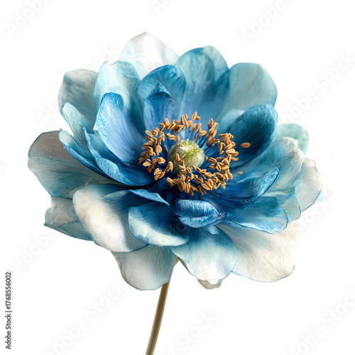 Fresh Blue flower isolated on transparent background