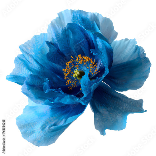 Fresh Blue flower isolated on transparent background