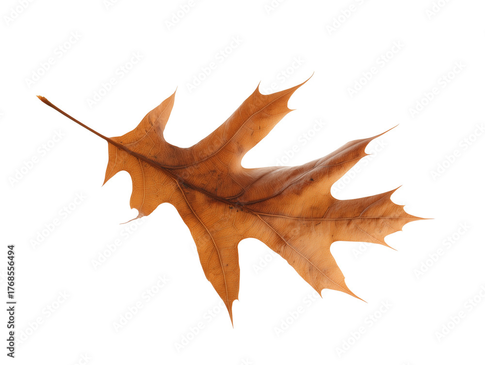 Naklejka premium Single dried oak leaf with intricate veins on transparent background