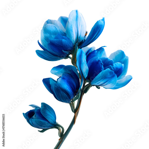 Fresh Blue flower isolated on transparent background