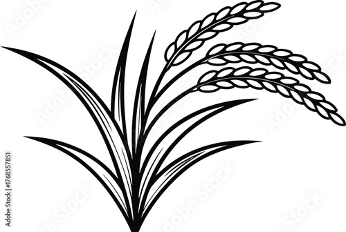 Rice and Traditional Cuisine Design. Rice Ear and Farm Harvest Concept. Natural Grain and Agriculture Theme. White Rice and Food Ingredient Design. Healthy Rice and Organic Farming Concept