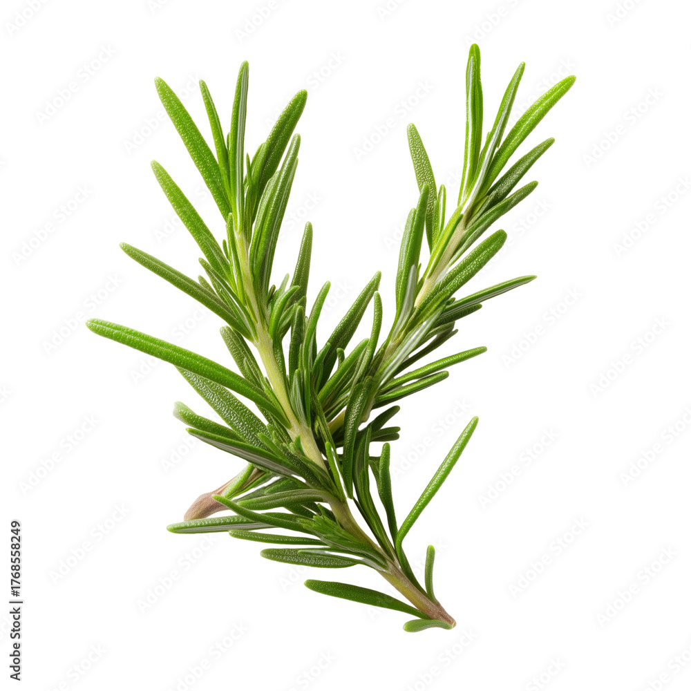 Fototapeta premium Close-up of a fresh rosemary sprig with transparent background