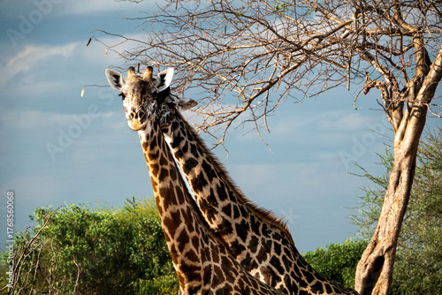 Canvas Print safari in Africa