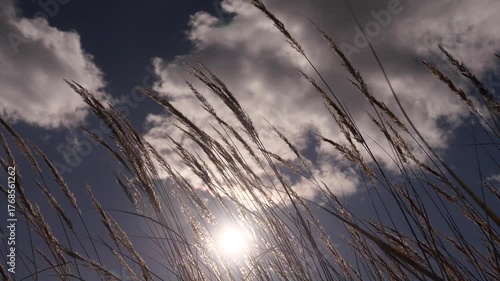 The wind is shaking the dry tall grass against the sky