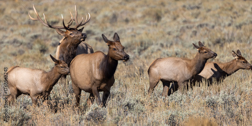 Bull and Cow Elk Rutting in Autumn in Grand Teton National Park Wyoming