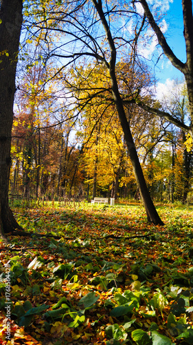 autumn in the park