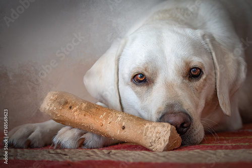 Sweet Yellow Labrador Dog Resting Beside Favorite Large Chew Bone Toy Indoors