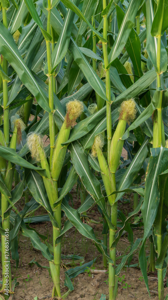 Obraz premium Vibrant Green Ears of Sweet Corn Growing on the Stalk