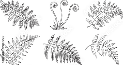 Botanical Illustration Fern Leaves Set Nature Inspired Outlines on Transparent Backdrop