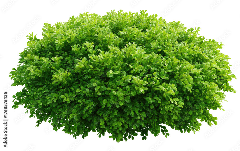 Obraz premium Dense, vibrant green bush with abundant leaves, isolated on a black background
