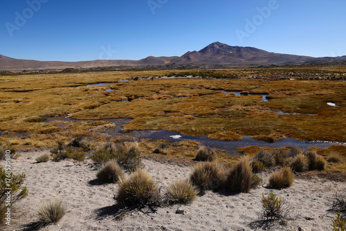 Typical environment of Lauca National Park, Chile