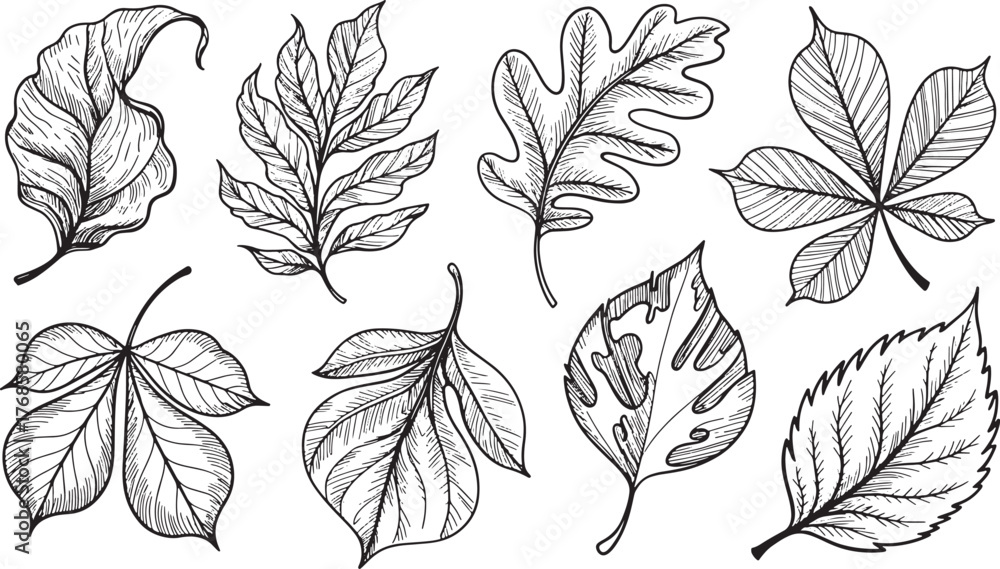 Fototapeta premium Detailed Sketch Leaves Collection Illustration Nature Green Leafy Elements and Graphic