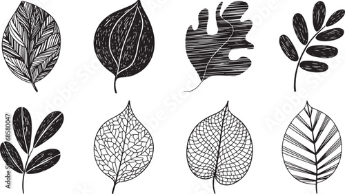 Botanical Hand Drawn Leaves Collection Illustration Nature Leafy Elements and Design Vector